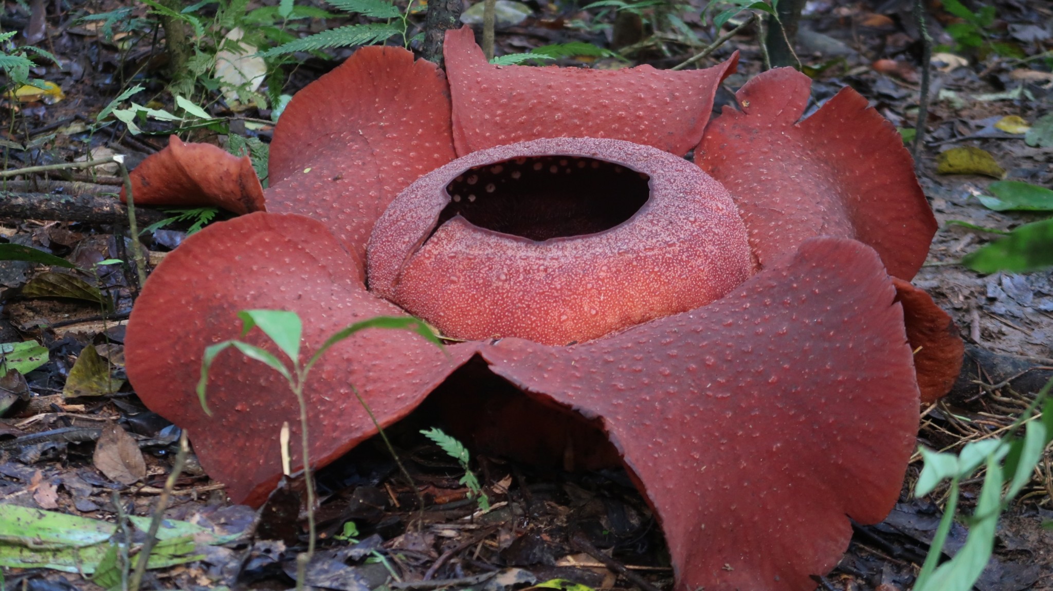 Rafflesia Malaysia