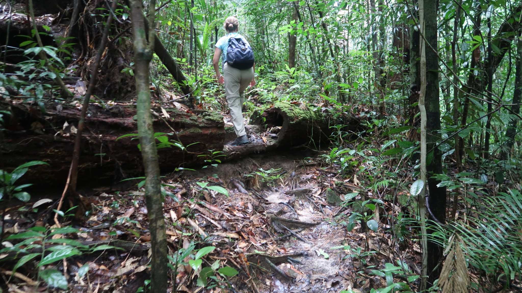 Trekking in Mulu Borneo